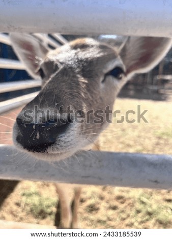 Cute adorable deer noses, animals, farm, cub, goat, rabbit