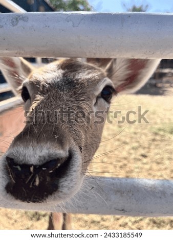 Cute adorable deer noses, animals, farm, cub, goat, rabbit