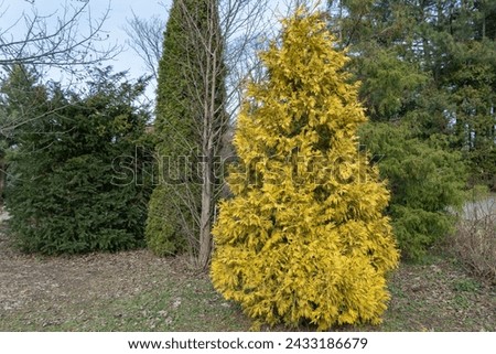 Yellow young shoots thuja occidentalis growing in garden. Evergreen coniferous tree twigs of western thuja salland. Nature concept for design family cupressaceae. Yellow-green foliage on branch. Royalty-Free Stock Photo #2433186679