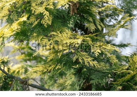 Yellow young shoots thuja occidentalis growing in garden. Evergreen coniferous tree twigs of western thuja salland. Nature concept for design family cupressaceae. Yellow-green foliage on branch. Royalty-Free Stock Photo #2433186685