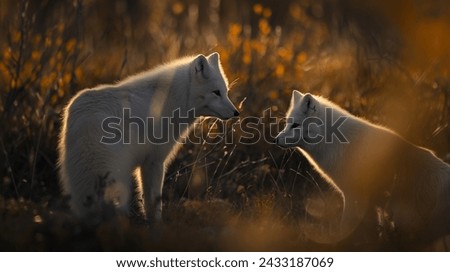 Arctic Fox in Golden Meadow, Wildlife Photography, fox close up