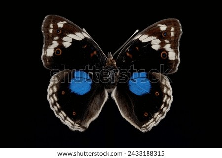 Blue pansy butterfly, full body image