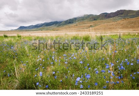 Antelope Island State Park, Largest Island in the Great Salt Lake, Utah Royalty-Free Stock Photo #2433189251