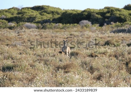 kangaroo in cervantes in australia