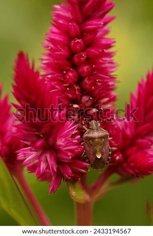 Lifesize macro of a brown bug on a pink flower