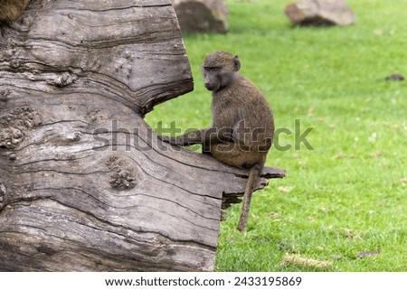 Young male olive baboon, a large African primate