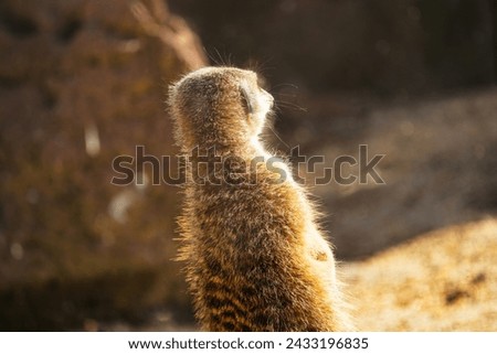 Portrait of an african meerkat, meerkats, guarding in the zoo