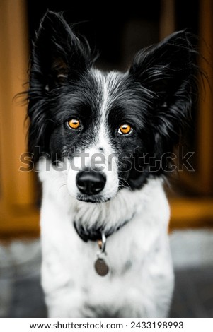 Portrait of the dog in a type of border collie.
