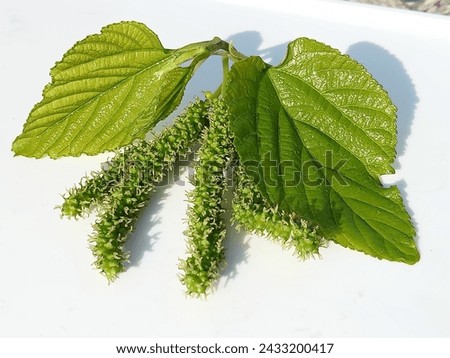 Mulberry fruits with leaf with white background with shadow in jpeg formate.