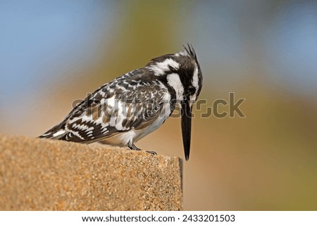 A pied kingfisher (Ceryle rudis) perched on a rock, Kruger National Park, South Africa
 Royalty-Free Stock Photo #2433201503