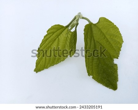 GREEN Mulberry fruits leaf WITH BRANCH IN CLEAR VISION JPEG 