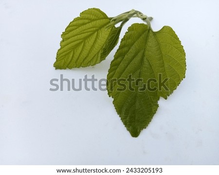 GREEN Mulberry fruits leaf WITH BRANCH IN CLEAR VISION JPEG 