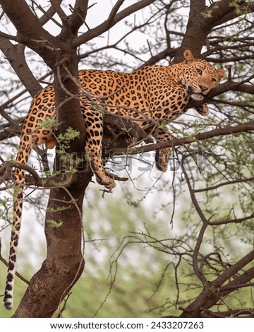 indian wild huge and large male leopard or panther or panthera pardus resting on tree trunk or branch with eye contact in natural monsoon green background in day safari at forest or central india asia