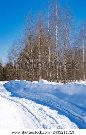 winter forest after a snowfall, sunny day, trees in the snow