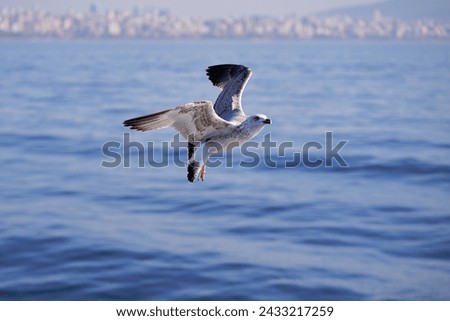 Seagull flying over the sea against the backdrop of the Istanbul city, Turkey