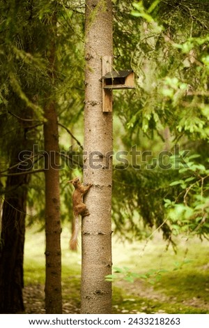 squirrel eats seeds from a bird feeder on a tree