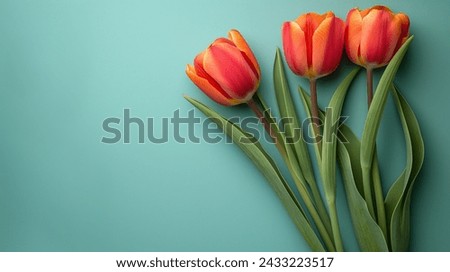 Elegant Tulips in Soft Pastel Tones, Delicate tulip flowers in a gradient of soft pink hues gently resting on a pastel background, symbolizing the arrival of spring and the beauty of nature