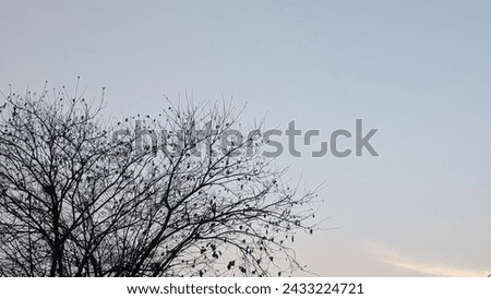 Bare tree picture with clear sky