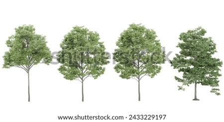 field maple,silver trees and shrubs in summer isolated on white background. Forestscape. High quality clipping mask. Forest and green foliage
