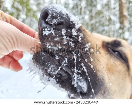A treat for German Shepherd dog during training. Education eastern European dog veo and white snow. Partial focus