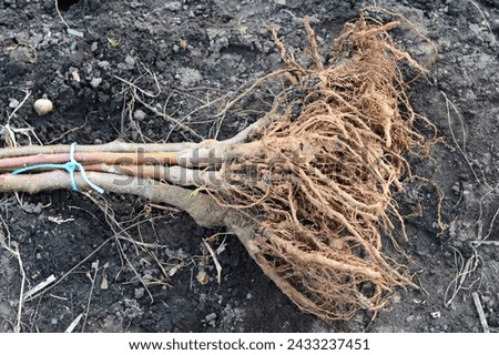 A close-up of bare root fruit trees ready for planting in early spring.   Royalty-Free Stock Photo #2433237451