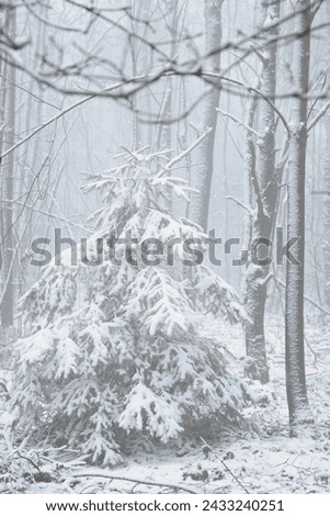 Snow-covered fir tree in a winter forest with snow. Coniferous forest covered in snow and frost. Landscape shot from the forest