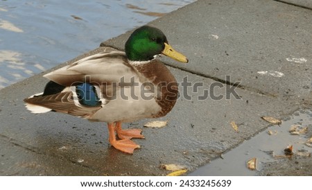 wild duck with colorful feathers, bird picture