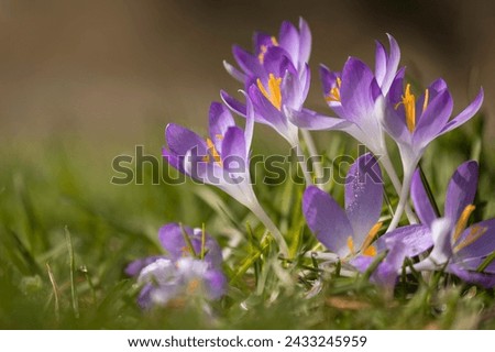 Photo of purple crocuses on eiber meadow.