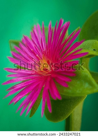Macro photography of Baby Sun Rose flower