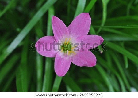 A sprig of exotic pink and white rain lily blooming flowers against a background of blurred green rain lily leaves, photo taken from above