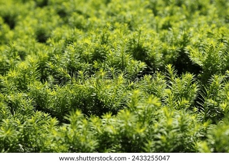 A full frame view of a conifer bush growing in the summer sun. Royalty-Free Stock Photo #2433255047