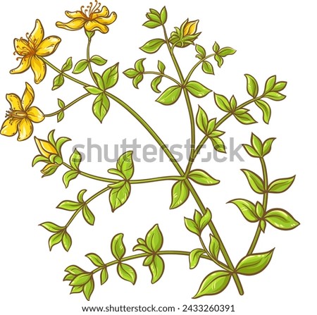 Tutsan Plant Colored Detailed Illustration Royalty-Free Stock Photo #2433260391