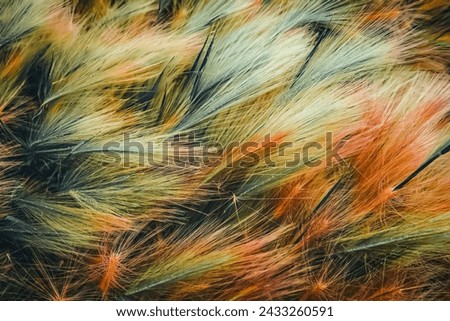 Colourful Abstract Background and Image