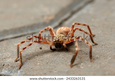 Selective Focus A large, red-haired, menacing-looking arachnid lay on the ground. See the amazing details of the spider. Royalty-Free Stock Photo #2433263131