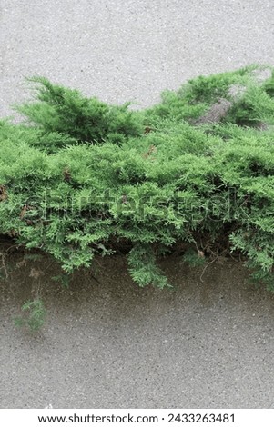 A bright green conifer bush growing near a wall in a minimalist style. Royalty-Free Stock Photo #2433263481