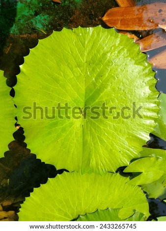 Stunning young beautiful single Lotus leaf in water surface pond artificial aquarium (Leaves of Nymphaea Odorata,Water Lilly) ultrahd  stock image photo picture selective focus landscape top view 