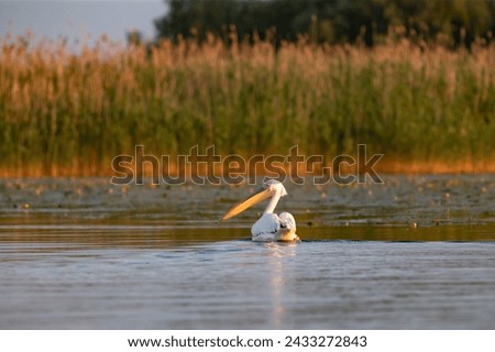Pelican in magic orange sunrise in Danube Delta, Romania