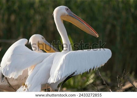 Pelican colony in Danube Delta, Romania