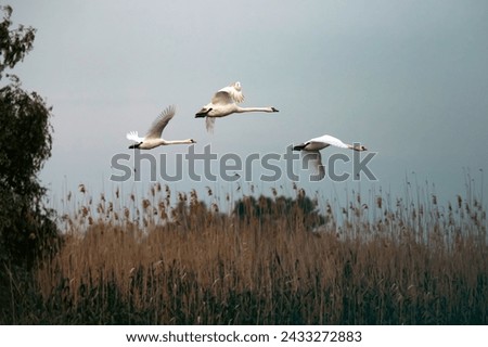 Mute Swan – Cygnus olor flying over the water in the Danube delta, Romania