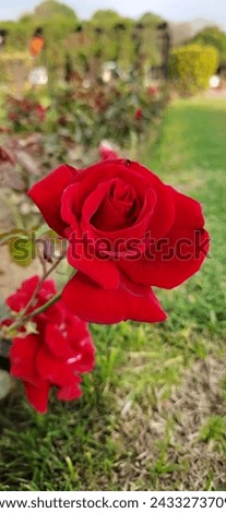 Roses come in a variety of colors, including red, pink, white, yellow, and more, with each color often symbolizing different meanings. 
