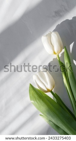 Aesthetic spring wallpaper with white tulip flowers and natural sun light and shadows on neutral background.