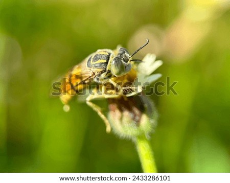 Predatory bees are perched on bush flowers