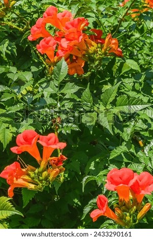 It's a photo of trumpet vine flowers in garden. It's red flower in shadow. It is close up view of pink flower in shadow park.