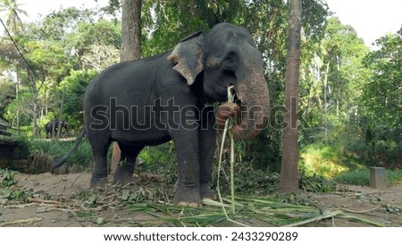 Elephant eats reeds in jungle. Action. Elephant farm for tourists in southern country. Elephants eat cane on farm