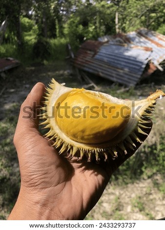 King fruit durian from malaysia Royalty-Free Stock Photo #2433293737