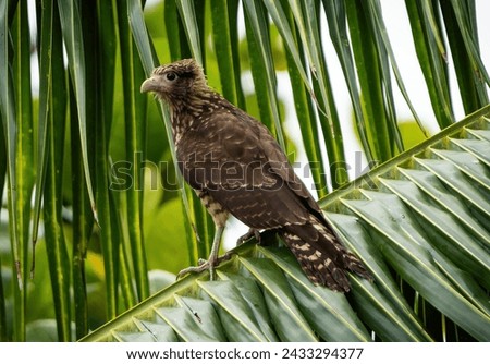 I wanted to share a picture of a beautiful wild bird that I had the pleasure of photographing while visiting the small island of Tobago. It was truly an amazing experience to capture such a stunning. 