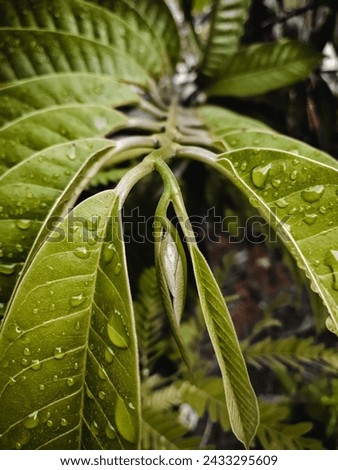 a picture of leaves with the atmosphere after the rain, and there is still water attached to it