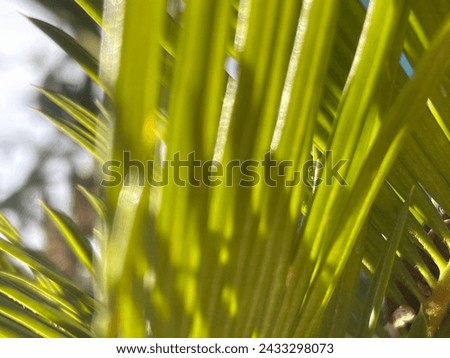 Perfect Nature background for spring or summer background with sunburst and bokeh over lush green grasses 