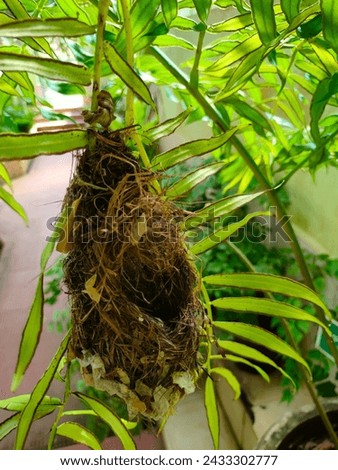 Stunning closeup of natural munia bird nest left over on a plant tip in leaves background ultra hd hi-res jpg stock image photo picture selective focus blurred background vertical background

 