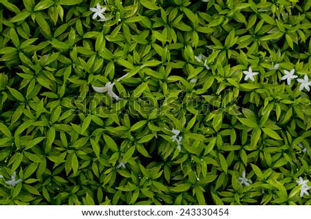 Texture background of green Leaf and white flower